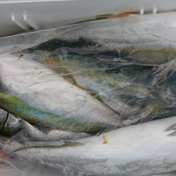 海龍丸(福岡) 釣果