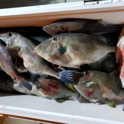 オーフリー 釣果