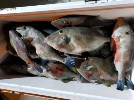 オーフリー 釣果