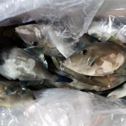 オーフリー 釣果