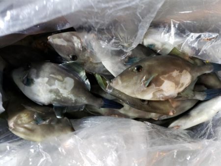 オーフリー 釣果