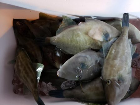 オーフリー 釣果