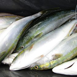 松本釣船２ 釣果