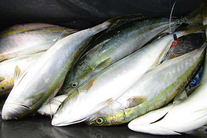 松本釣船２ 釣果