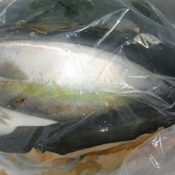 松本釣船２ 釣果