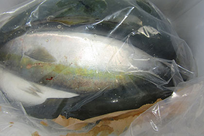 松本釣船２ 釣果