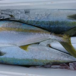 海龍丸(福岡) 釣果