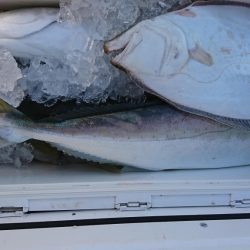 海龍丸(福岡) 釣果