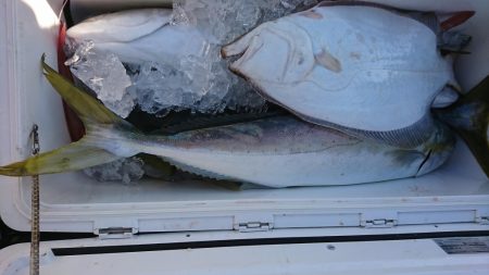 海龍丸(福岡) 釣果