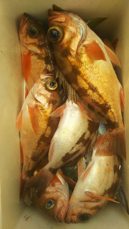 モンロー号 釣果