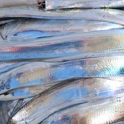 松本釣船２ 釣果