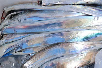 松本釣船２ 釣果