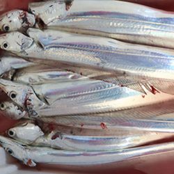 松本釣船２ 釣果