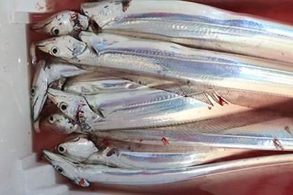 松本釣船２ 釣果