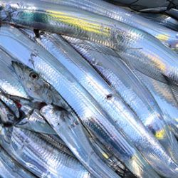 松本釣船２ 釣果