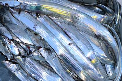 松本釣船２ 釣果