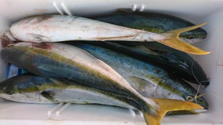 海龍丸（福岡） 釣果