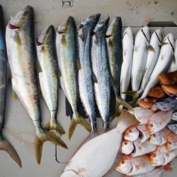 第二一之紀丸(ダイニイチノキマル) 釣果