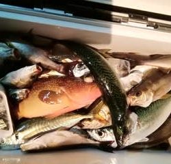 松福丸 釣果