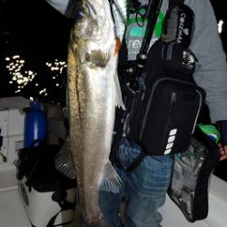 Marine T Design マリンティーデザイン 釣果