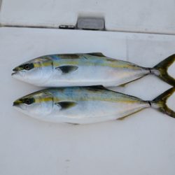 Marine T Design マリンティーデザイン 釣果