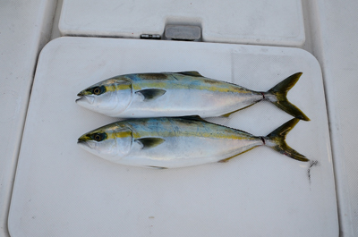 Marine T Design マリンティーデザイン 釣果