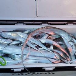 遊漁船 ニライカナイ 釣果