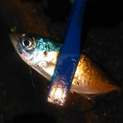 浜名湖　アジング