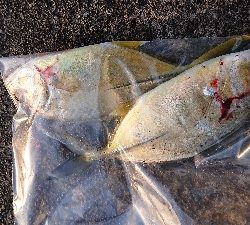 猫にやられた。