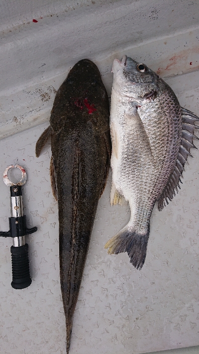 ボートエギングリベンジ！