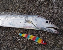 夕方からの短時間釣行