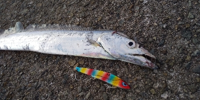 夕方からの短時間釣行