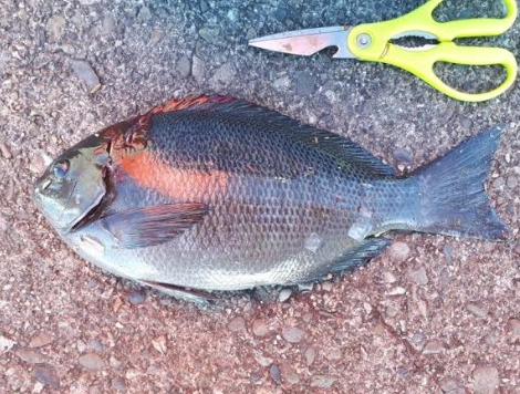 兎に角寒い!でも大漁でした!!疲れた~、でも^^b