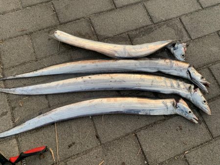 タチウオいまいち、アナゴがいい