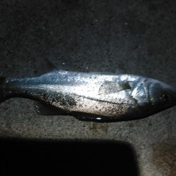 浜名湖　アジング