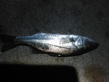 浜名湖　アジング