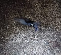 太刀魚狙ったのに