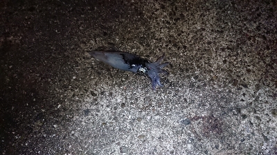 太刀魚狙ったのに