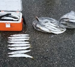 カマス入れ食い