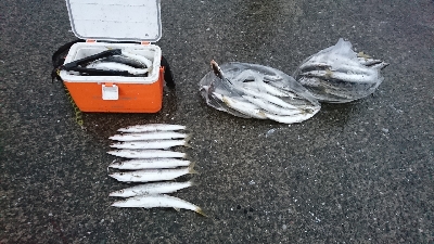 カマス入れ食い