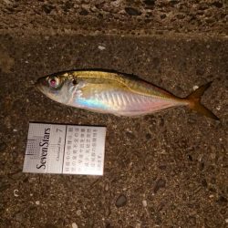 デカアジ釣れてます