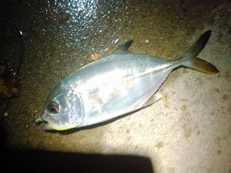 浜名湖　アジング