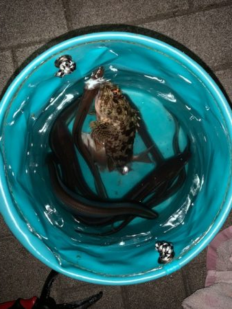 湾奥にたまっている様子