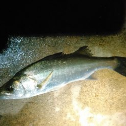 浜名湖　アジング