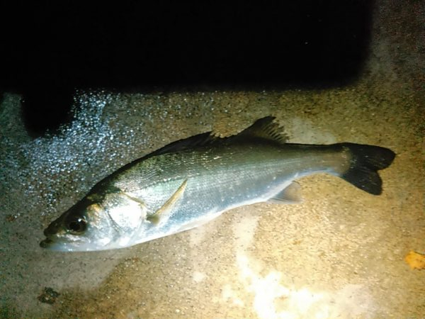 浜名湖　アジング