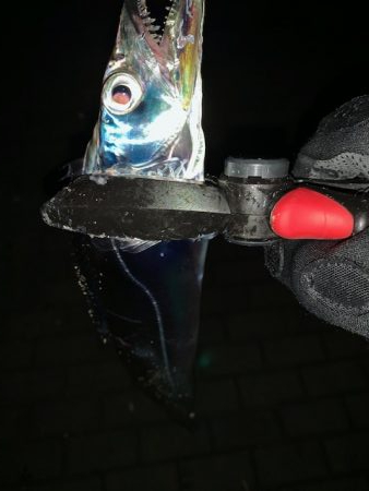 湾奥にたまっている様子