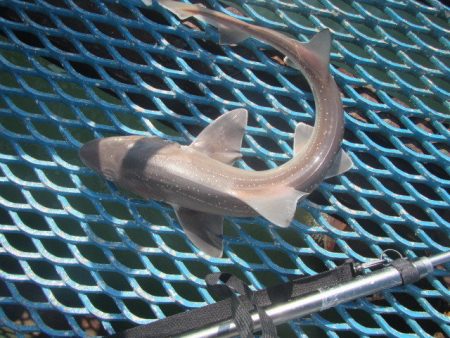 オリジナルメーカー海づり公園(市原市海づり施設) 釣果