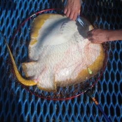 オリジナルメーカー海づり公園(市原市海づり施設) 釣果