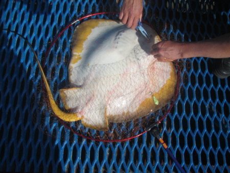 オリジナルメーカー海づり公園(市原市海づり施設) 釣果