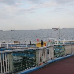 オリジナルメーカー海づり公園(市原市海づり施設) 釣果